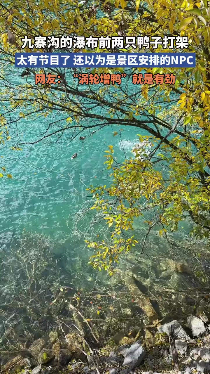 九寨沟的瀑布前两只鸭子打架,太有节目了