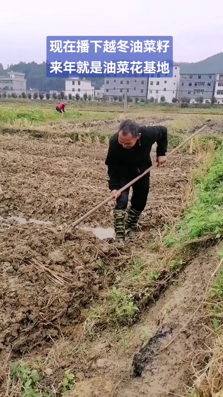 种下越冬油菜籽!