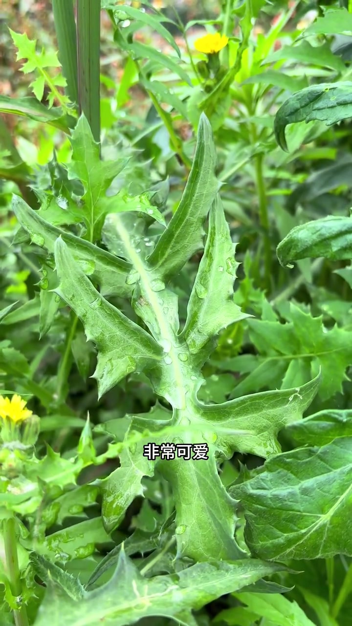 回目，这种野菜你们见过吗？这个就是我们老家叫他麻苦去菜