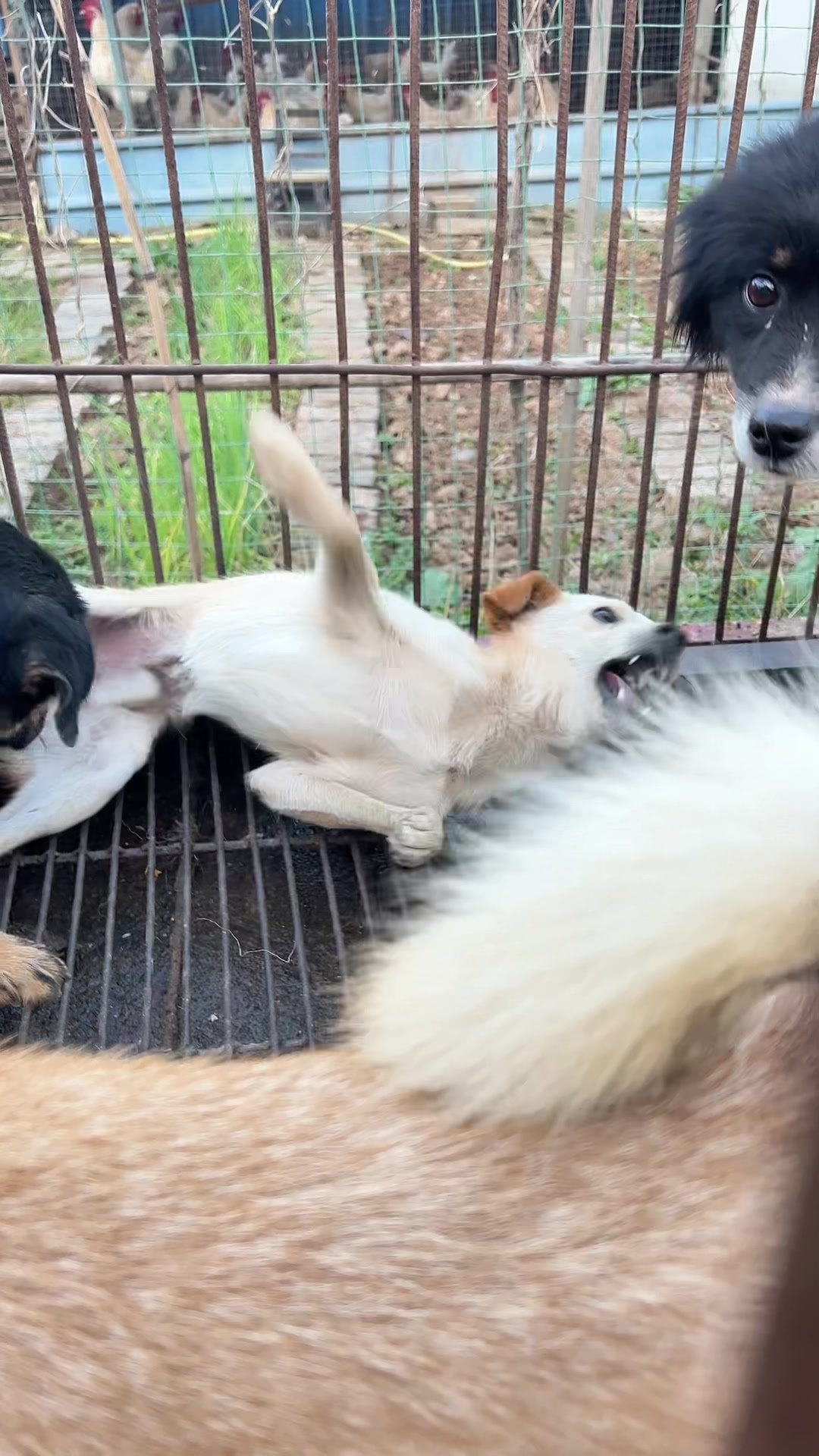 没想到黄狗进狗肉车吓疯,看到狗就乱咬一切,师傅只能来硬功夫