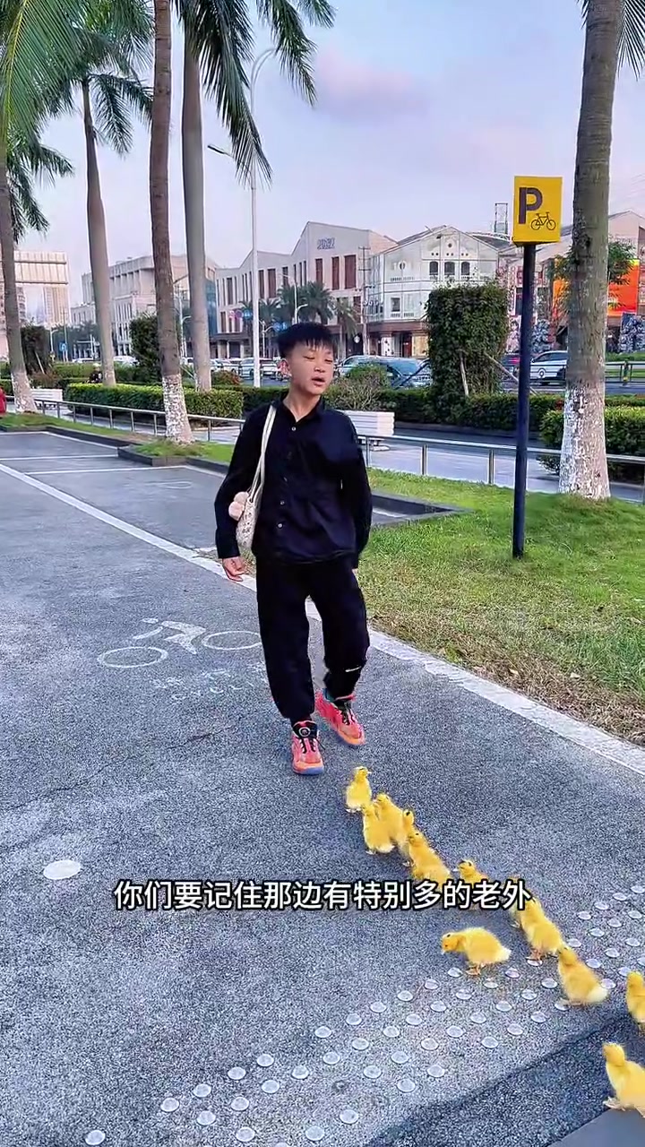 听话的小鸭子就是可爱,老外都惊呆了!