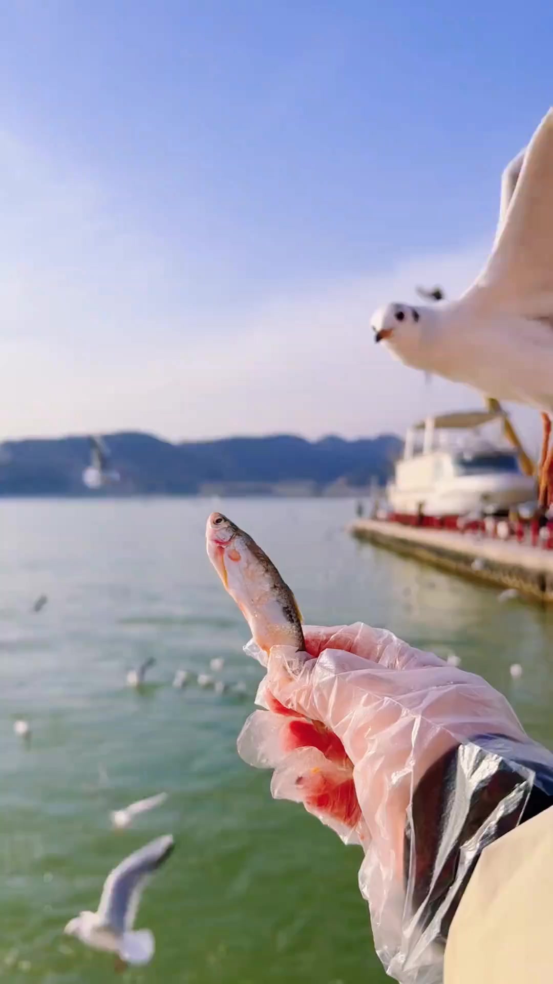 来三门峡黄河号游轮看海鸥吧