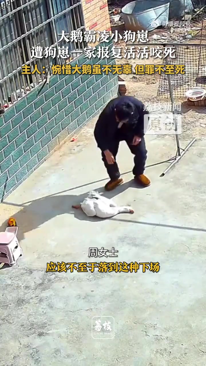 大鹅霸凌狗崽被狗崽一家咬死