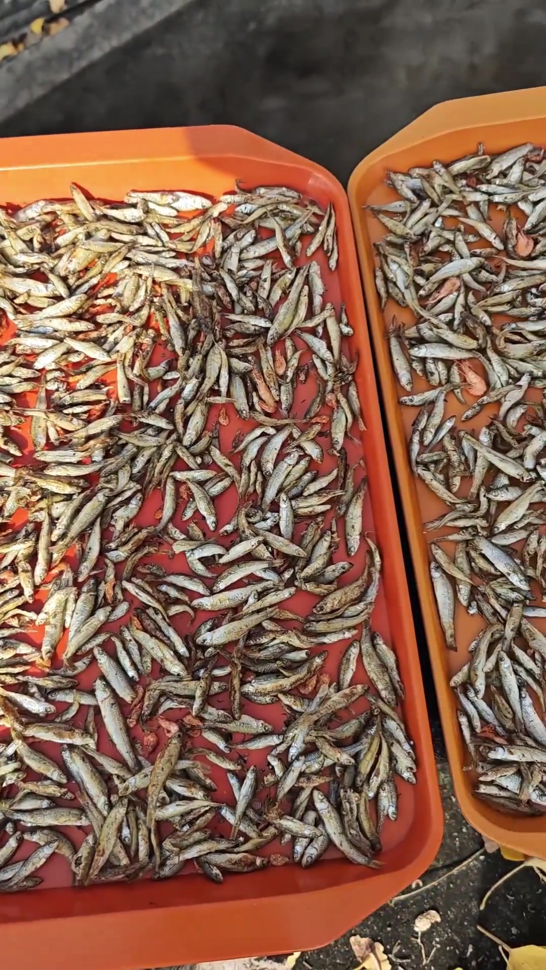 趁小活鱼刚下来必须多买多炕留着炒辣椒，因为太鲜太过瘾了！