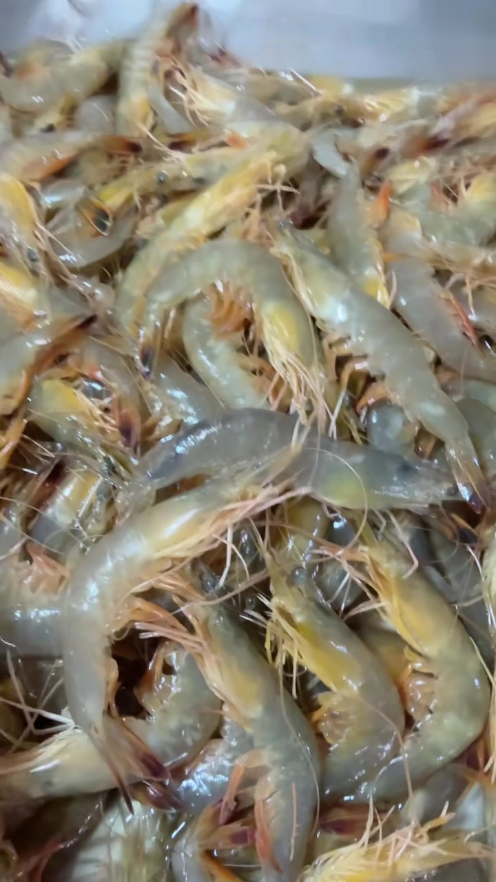 刚回来的野生黄梢虾，瓦亮瓦亮的