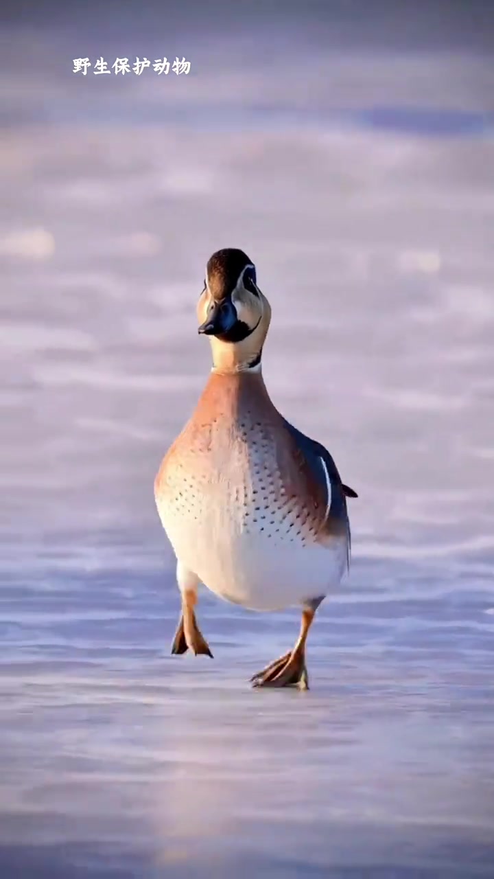 分享科普17种不同品种的鸭子，看看你认识哪种？