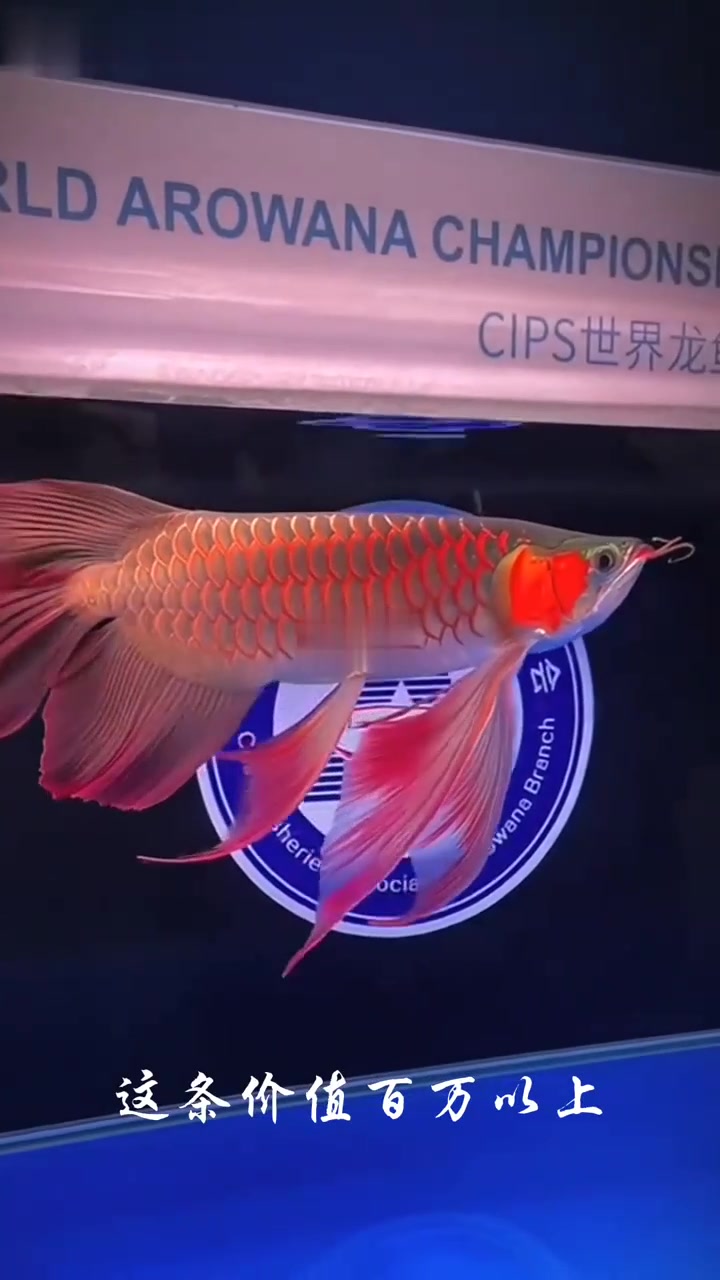 分享23种不同品种的观赏鱼，看看养过几种？