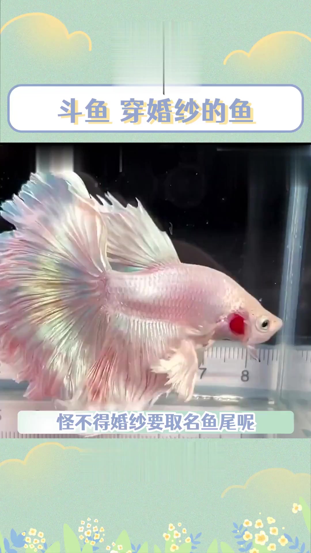 原来鱼尾裙穿在身上的效果如此形象！