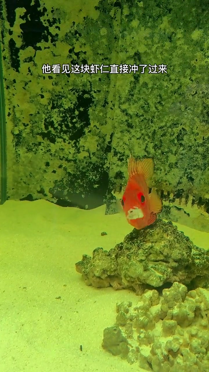 全身透明的鱼，毫无隐私的鱼