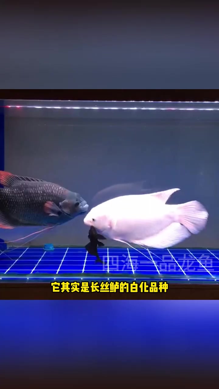 盘点十种体型最大的观赏鱼 水族 观赏鱼