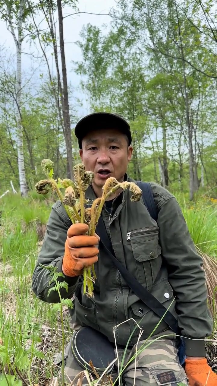 今个来大山里采山野菜，微菜（牛毛广、学名紫萁）在东北地区