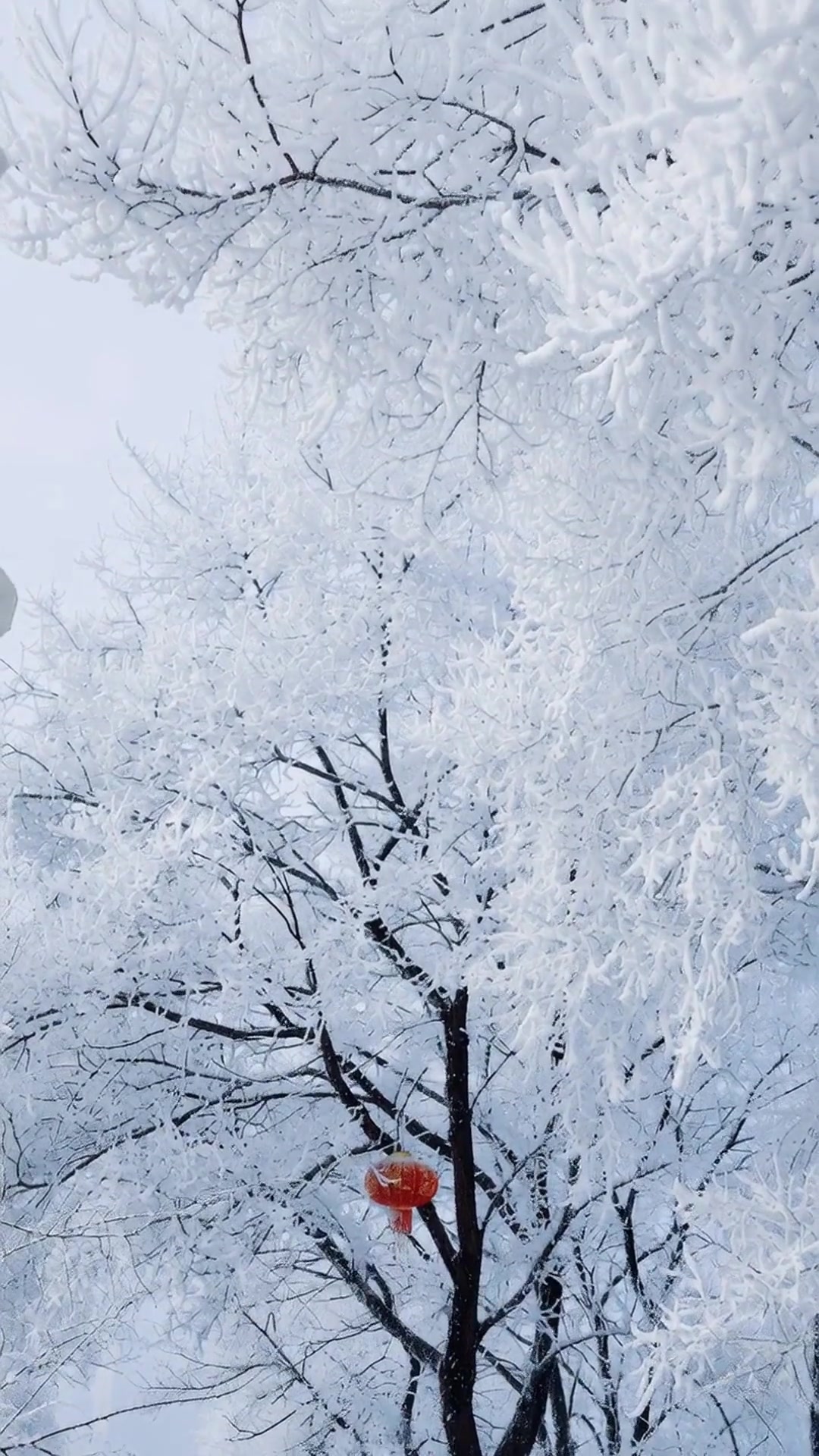 东北8天7晚冰雪奇缘！沈阳延吉雪乡哈尔滨全攻略