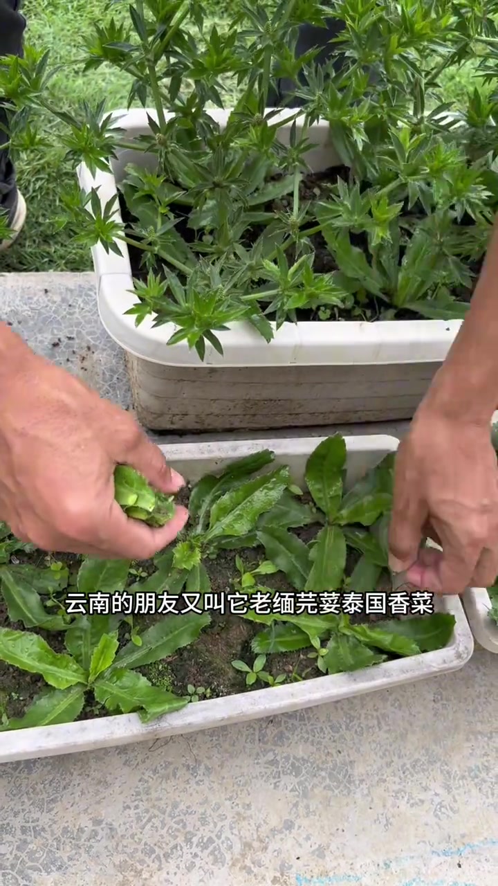 广东野香菜番鬼芫荽泰国香菜
