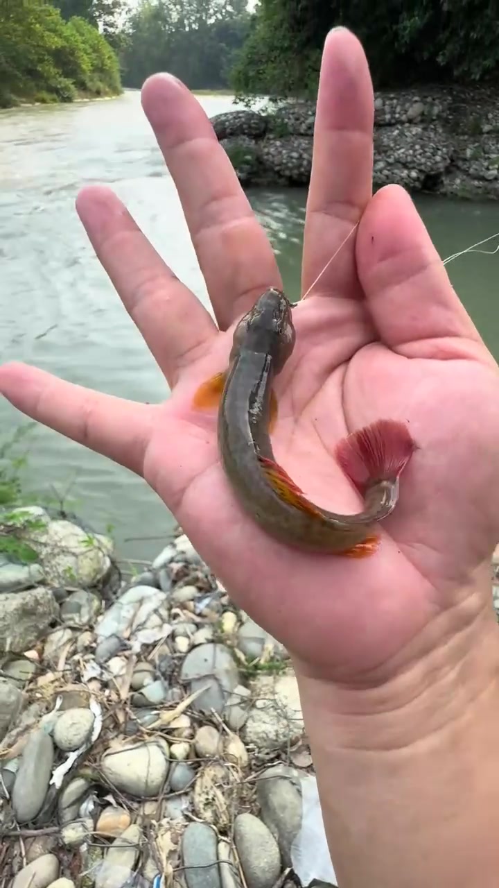 夏日正是钓鱼时，柏条河，野钓，石钢鳅，鲫鱼，鲤鱼，鲶鱼，沙沟，成都周边野钓，露营，郫都区三