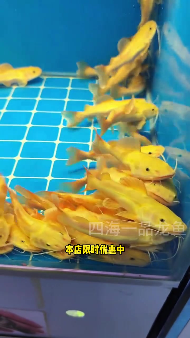 黄金招财猫 水族 观赏鱼