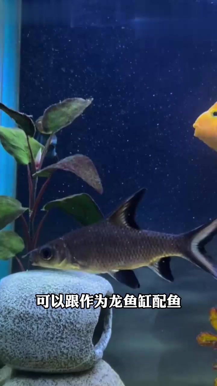 淡水鲨鱼？别被商家忽悠了