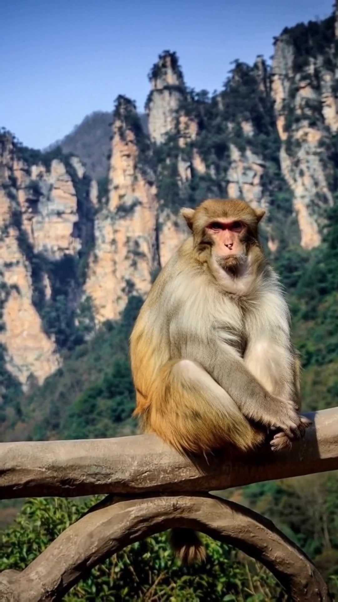 张家界保姆级攻略！5天玩转森林公园+凤凰古城，收藏就对了