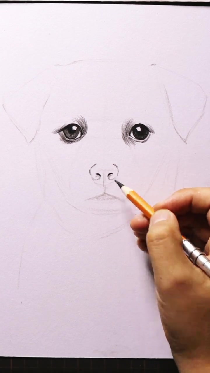 零基础也能画！超简单素描狗狗教程