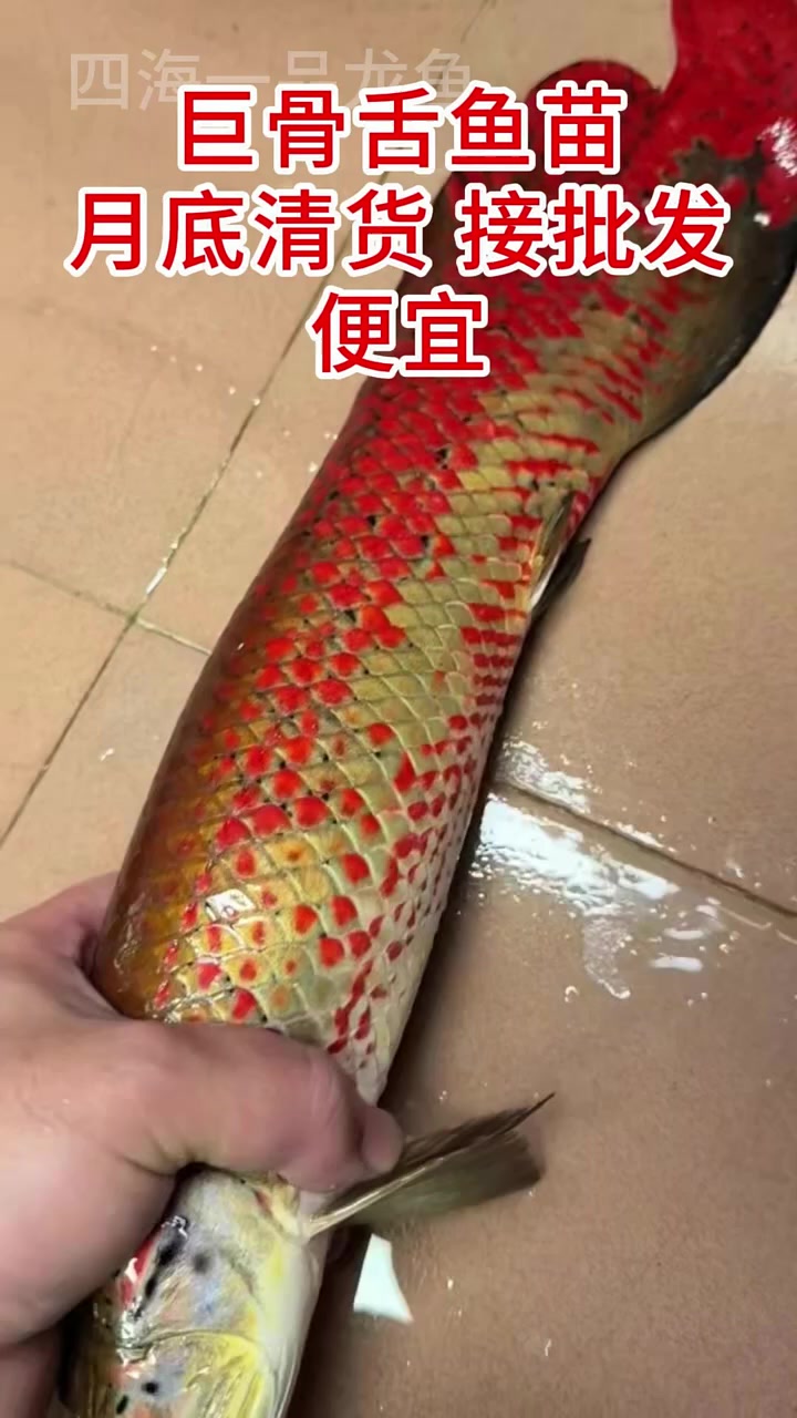 巨骨舌鱼苗 水族