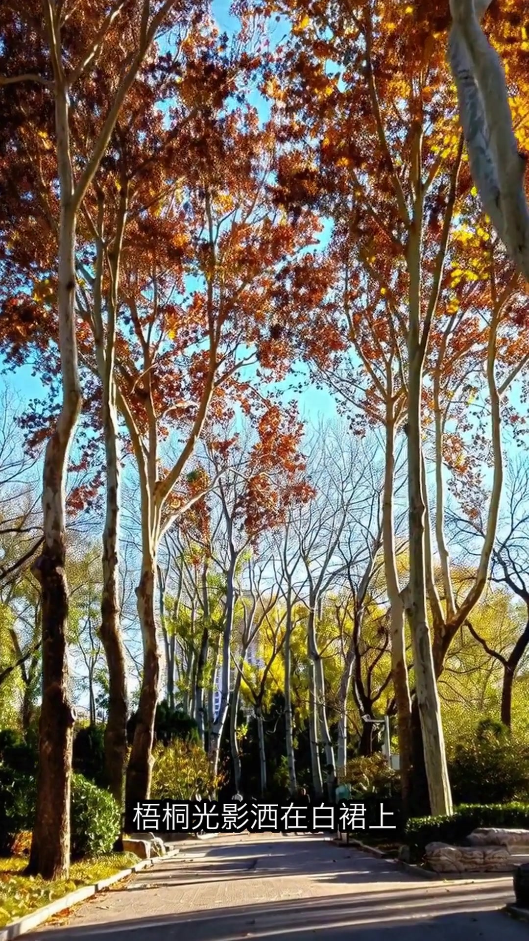 青岛1日游暴走攻略!5个治愈系景点串联,海鸥&海底世界全打卡