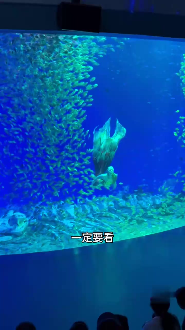 来海洋世界吧，看美人鱼表演