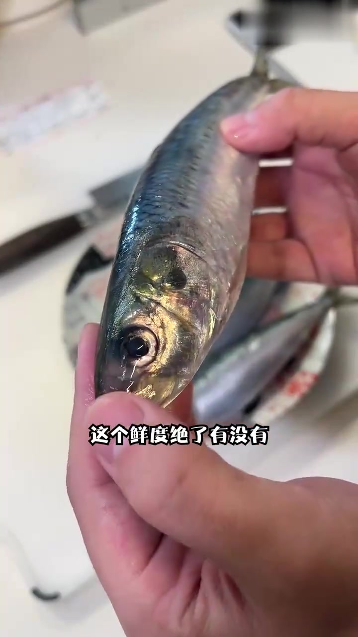 天价沙丁鱼！不跟我说还以为是青花鱼