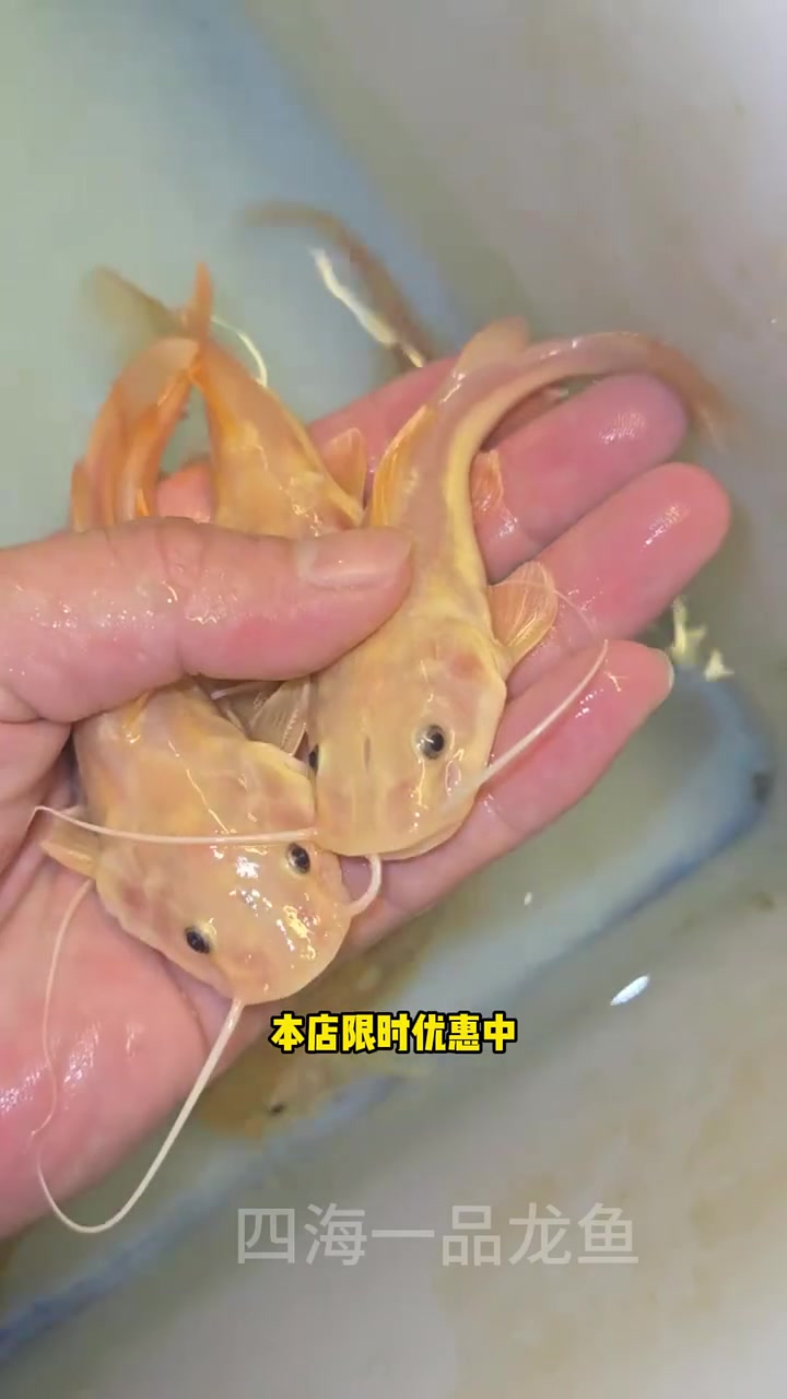 黄金招财猫 水族 观赏鱼