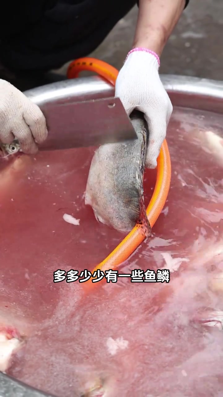 腌制臭鳜鱼，我这个方法是湖南那边腌制的方法，很受食客的喜欢。今天毫无保留的分享给大家！