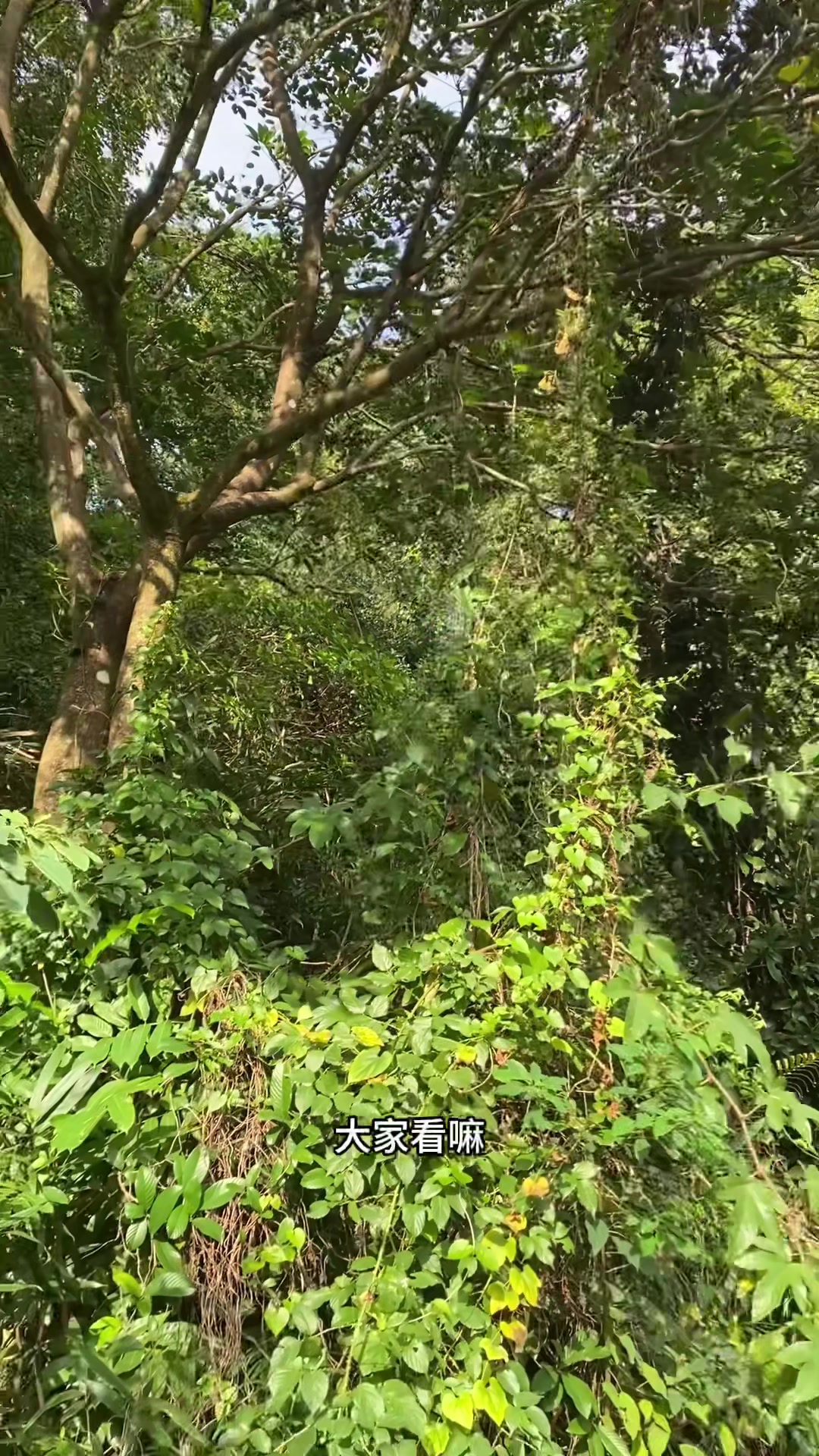 鸭脚木冬蜜都是野生的它是药材年轻人不懂了现在便宜8斤送4斤
