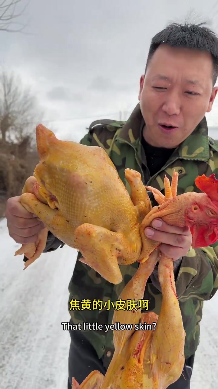 东北农村散养大公鸡,吃苞米长大,焦黄焦黄的,200来天的大公鸡,嘎嘎香