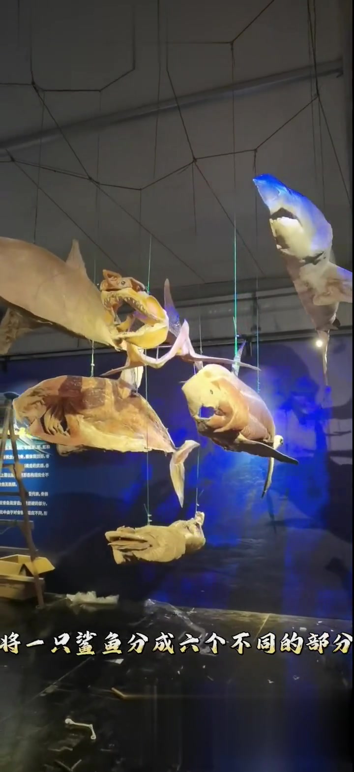深海鱼影特展，鲨鱼六件套