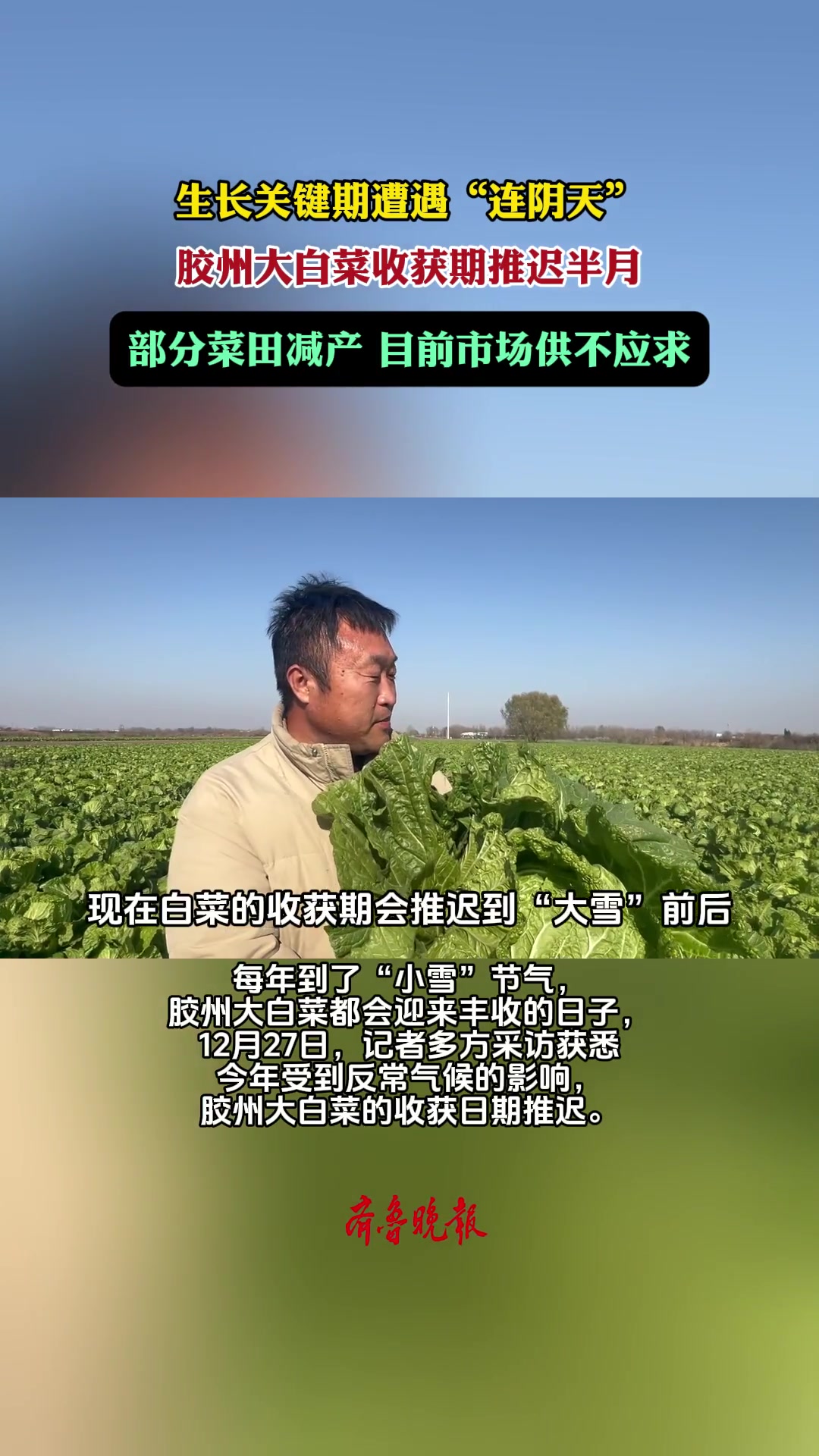 果然视频|胶州大白菜收获推迟半月,订单纷至沓来白菜供不应求