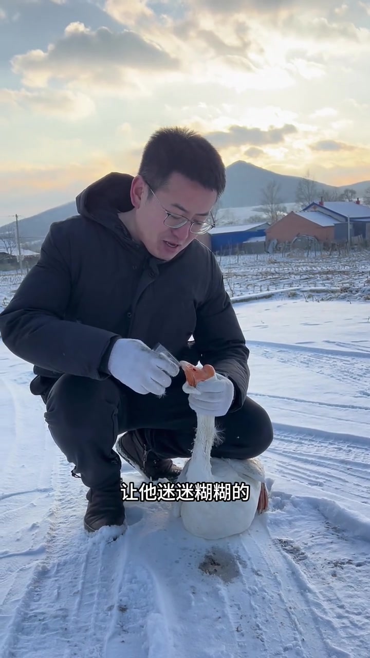 下雪天的东北人都很忙都在追大鹅