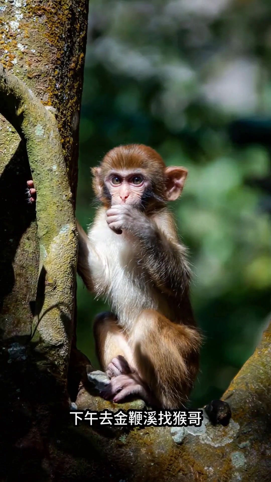 张家界必知3件事!4天玩转绝美仙境,错过等于白来