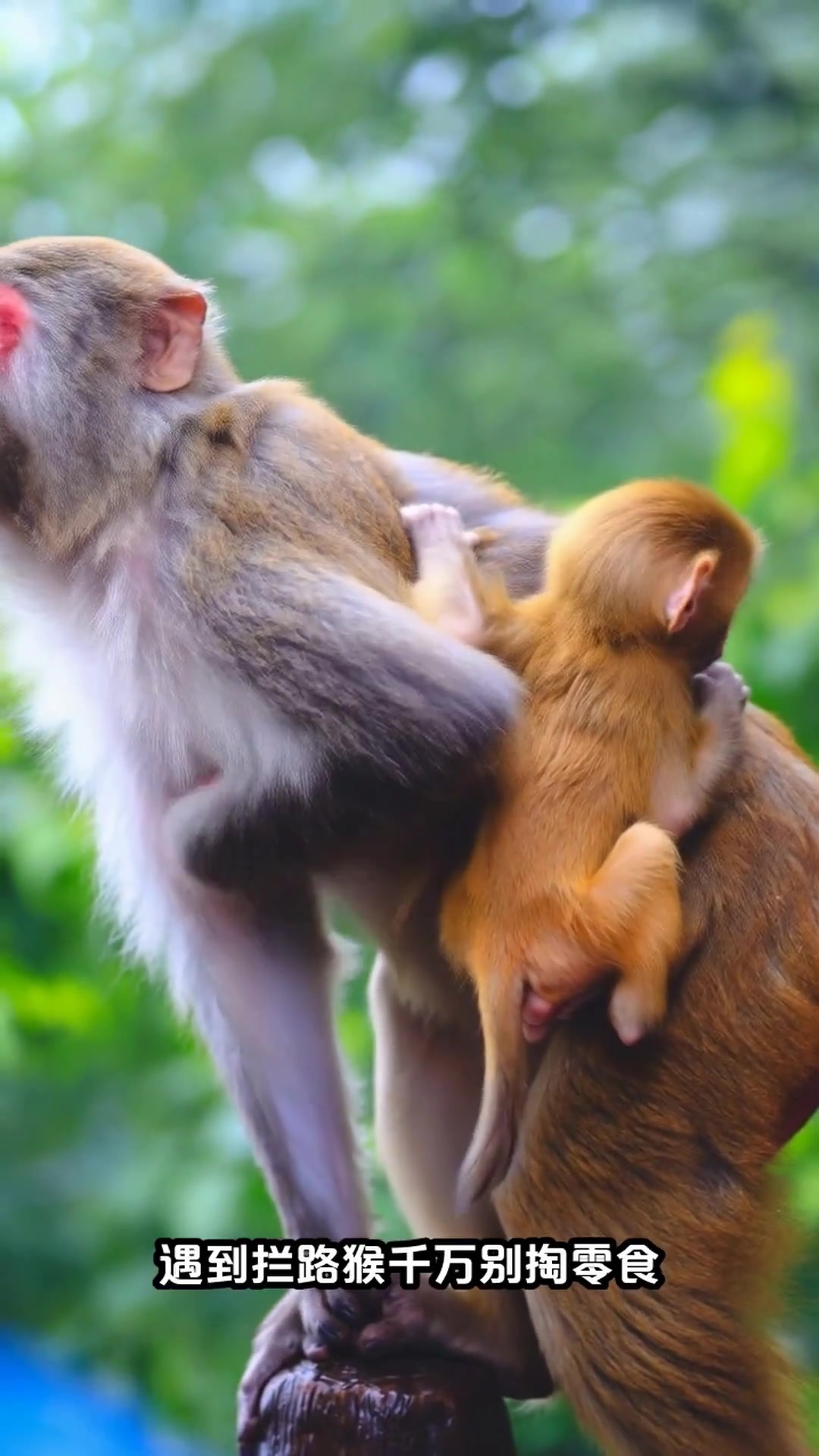 张家界避坑指南!5天4晚吃玩全攻略,本地人看了都点赞