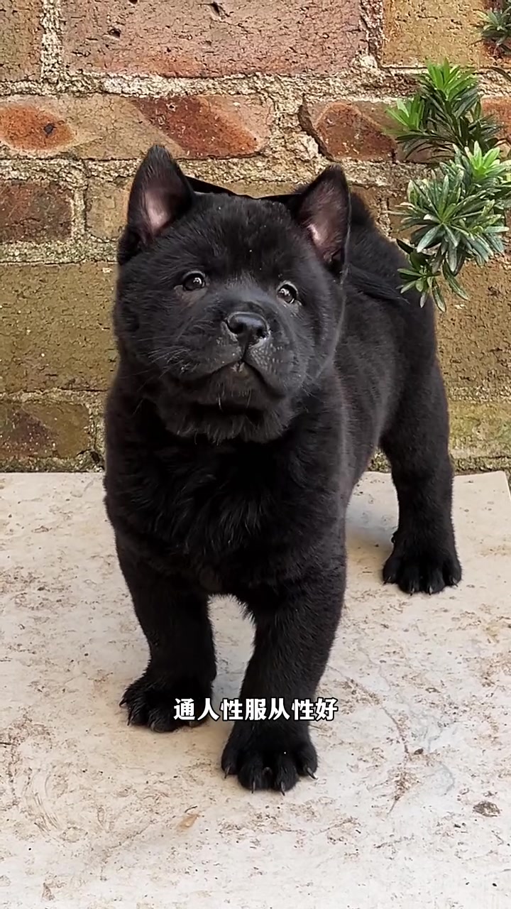 中华田园犬之五黑犬，黑狗黑舌头，全身上下无杂毛，看家护院，镇宅，十分罕见