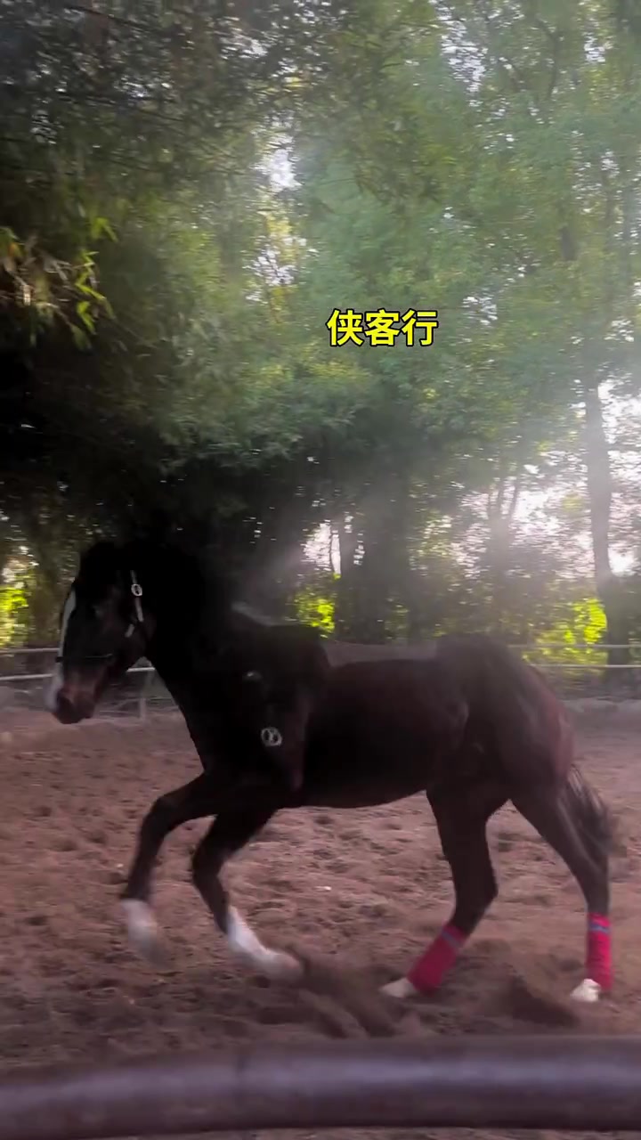 纯血速度赛马