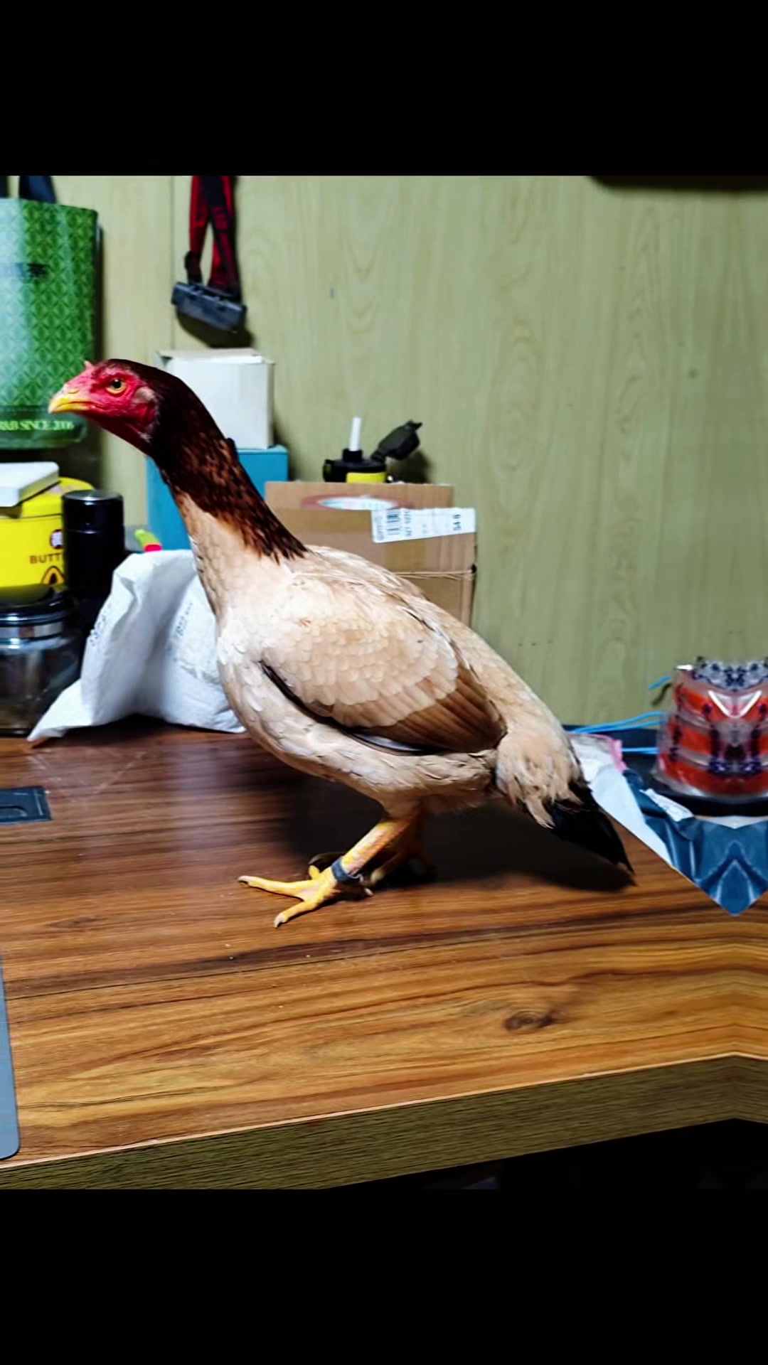 中原母 家养母鸡