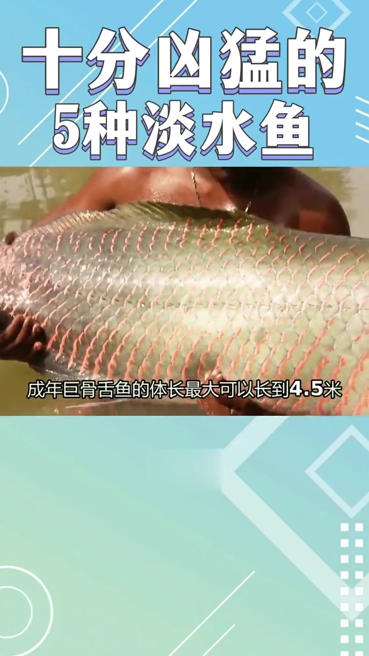 十分凶猛的5种淡水鱼！巨骨舌鱼有多厉害？
