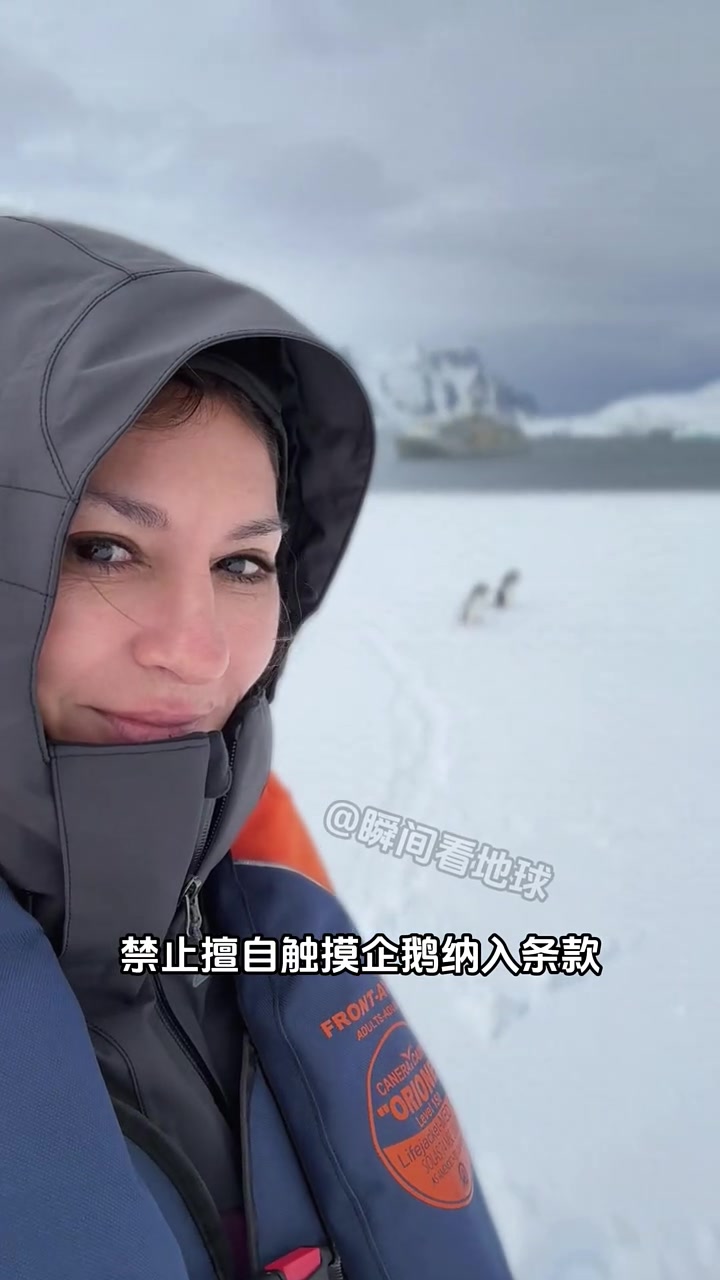 为什么不能擅自触摸南极的企鹅 企鹅