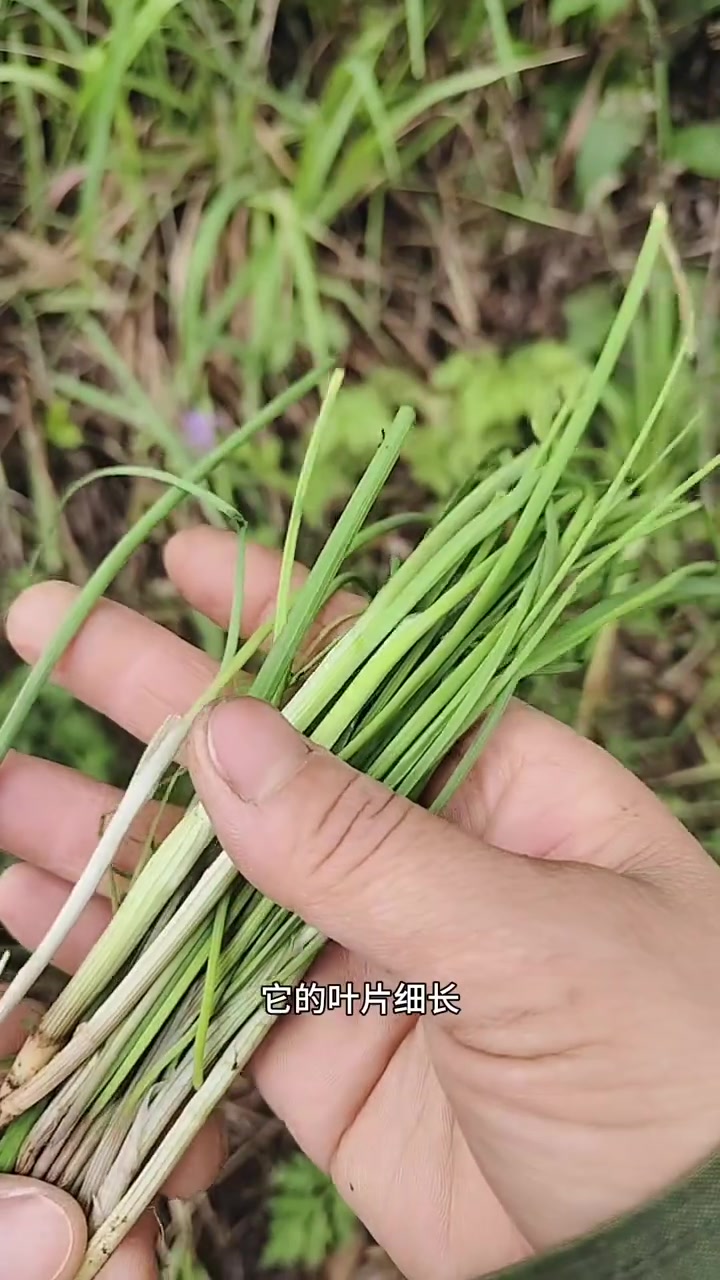 像葱像蒜像韭菜像蕌头的野草，就是菜中灵芝一薤白，你的家乡有这种野菜吗？