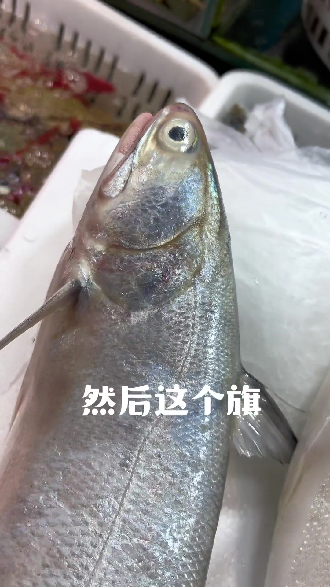 怎么挑选肥美的马友鱼（午笋鱼）野生和养殖的区别