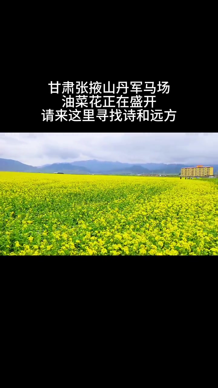 甘肃张掖山丹军马场，油菜花正在盛开