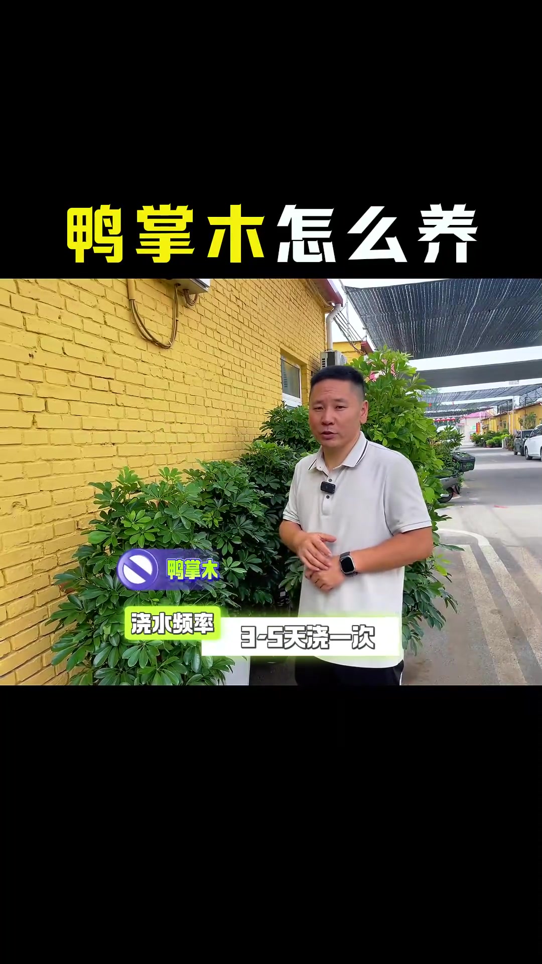 鸭掌木怎么养？纯干货