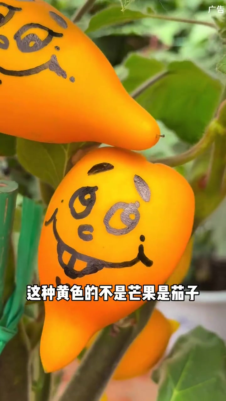 26届菜博会这4条游玩攻略请收好，今年还有花博苑