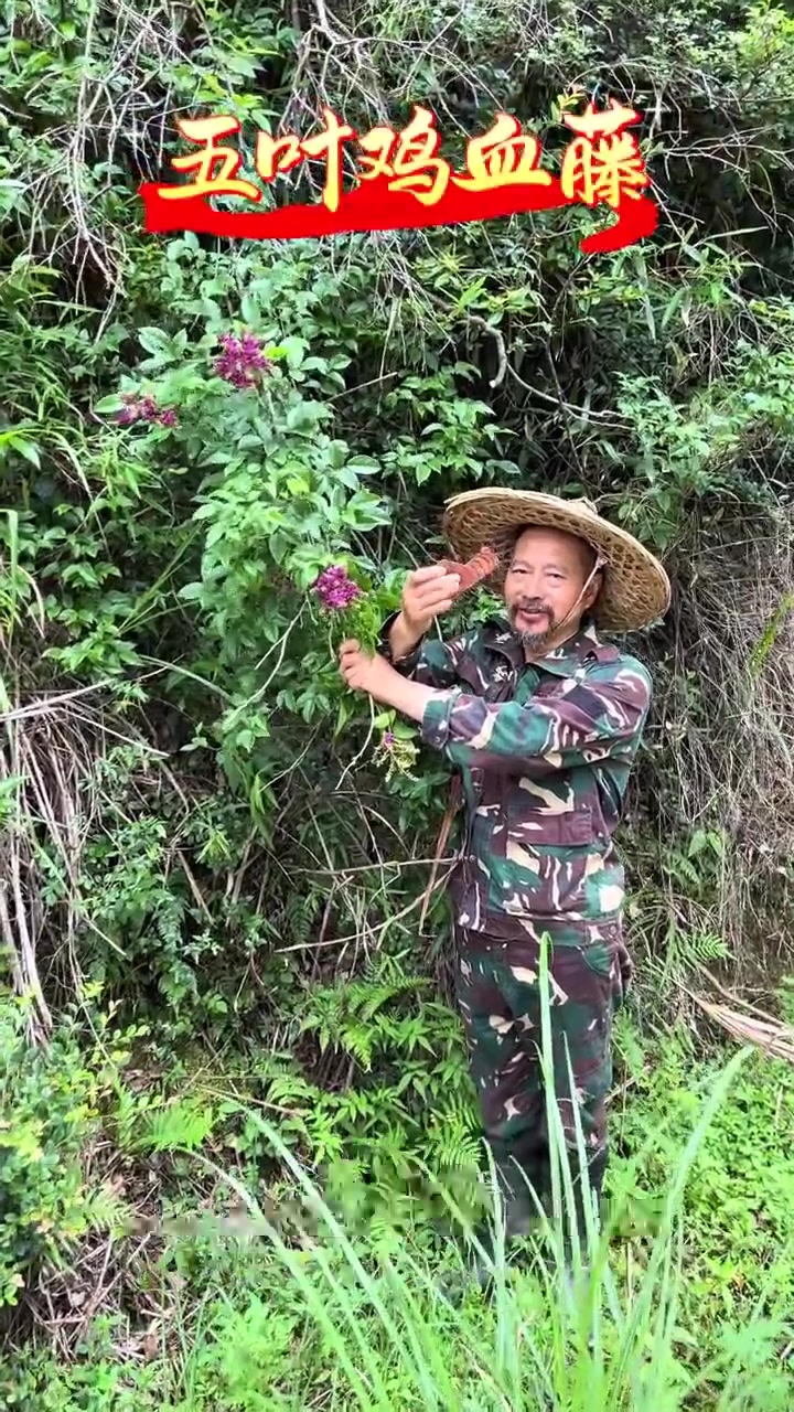 野生的鸡血藤，没有你想象那样好看！