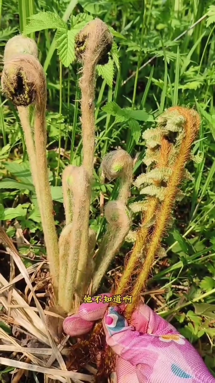 牛毛广做成薇菜干，有多少人吃过？