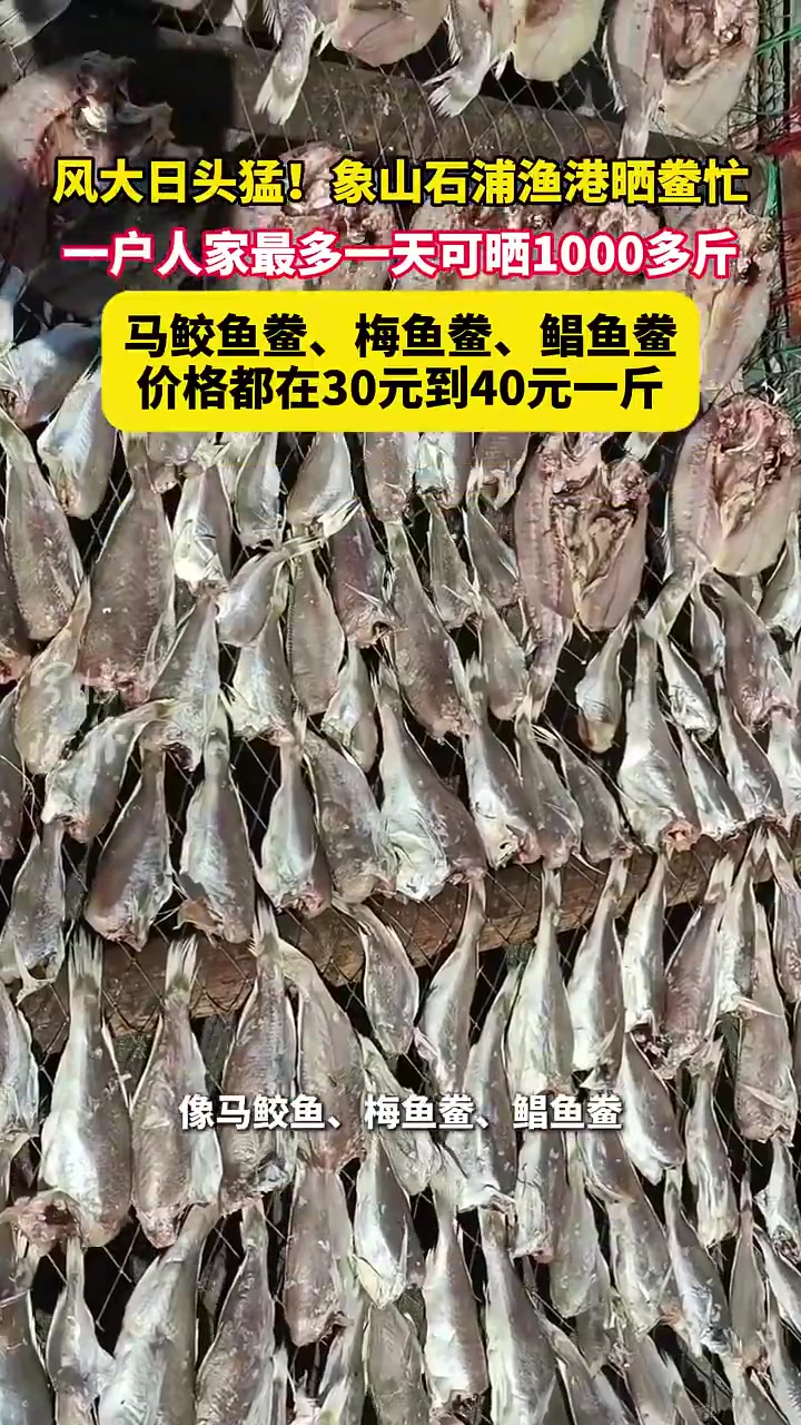 宁波人又到了晒鱼鲞的季节风大日头猛!宁波象山石浦渔港晒鲞忙,一户人家最多一天可晒1000多