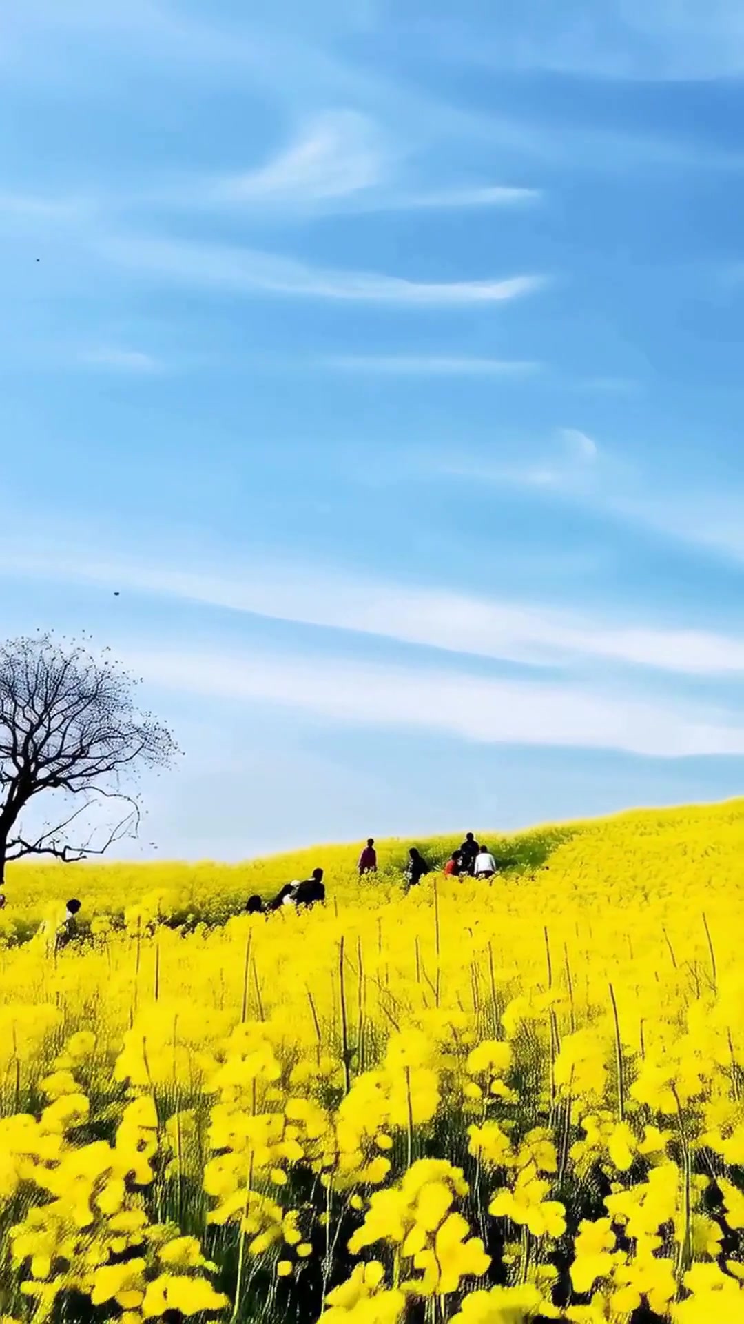 西安周边亲子游必看！3月汉中油菜花海，遛娃拍照绝了