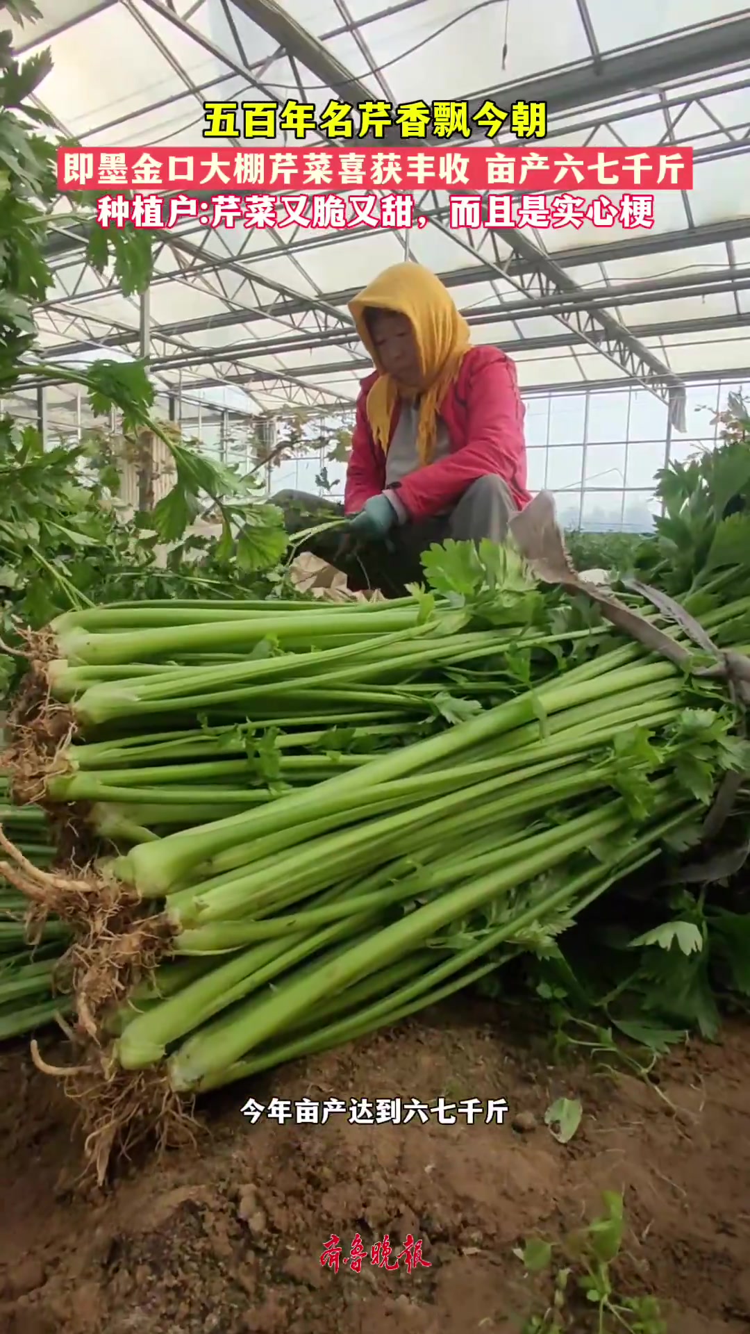 果然视频丨亩产六七千斤 即墨金口大棚芹菜迎收获